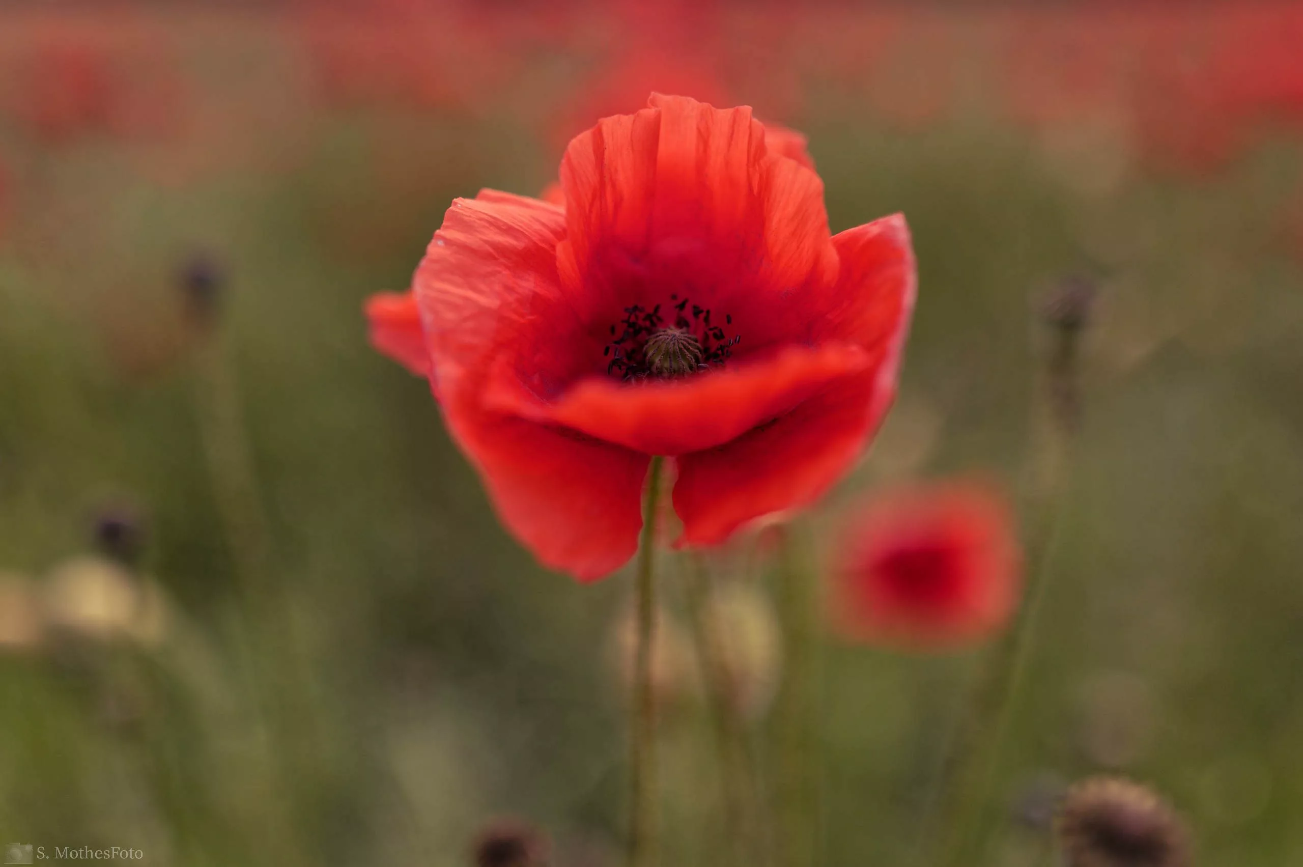 Klatschmohn, Mohnblume oder Klatschrose